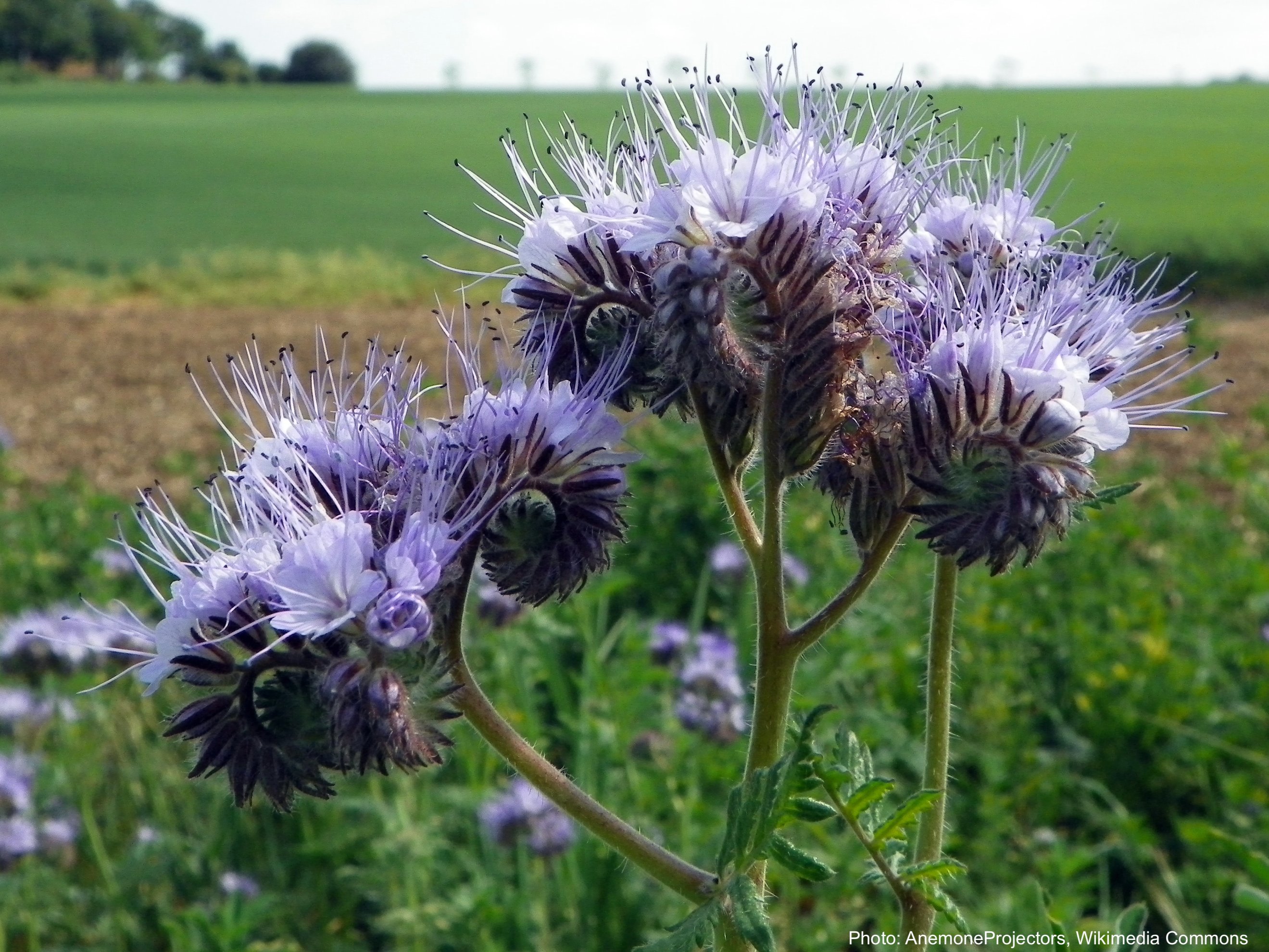 Lacy Phacelia Possibly The Best Plant For Pollinators Laidback Gardener