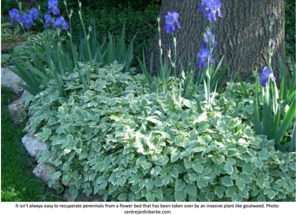 German irises invaded by variegated goutweed.