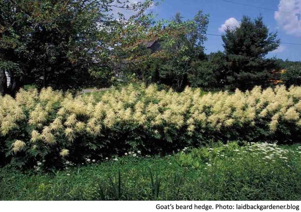 Goat’s beard hedge.