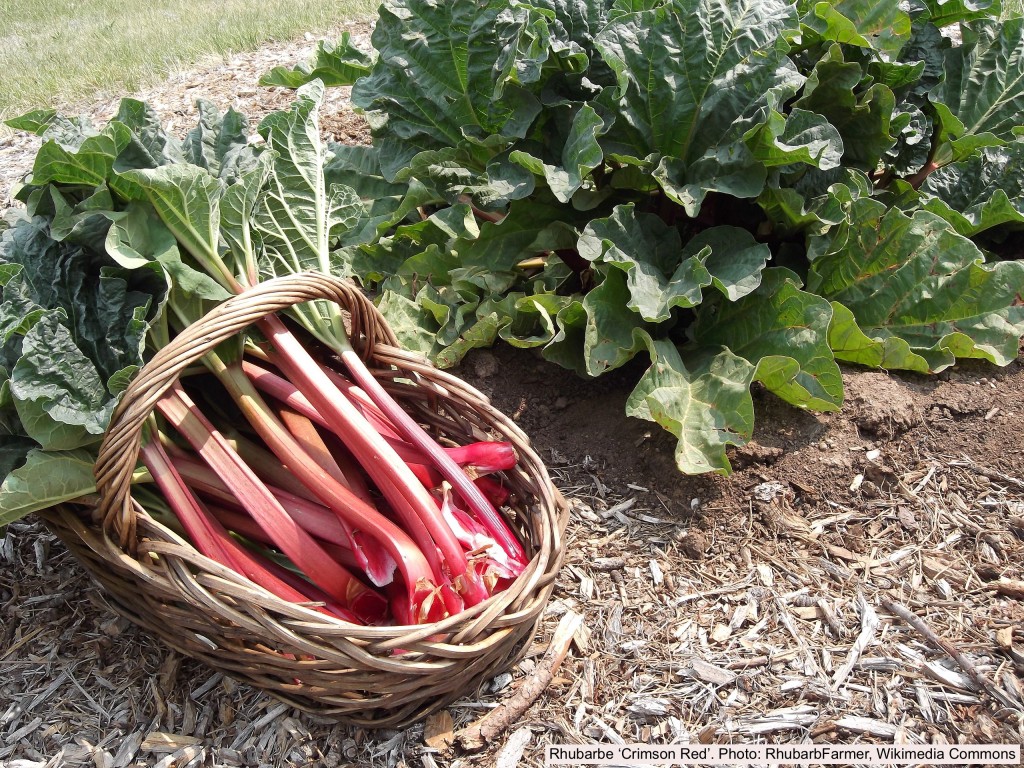 Cut rhubarb in a basket and rhubarb plant