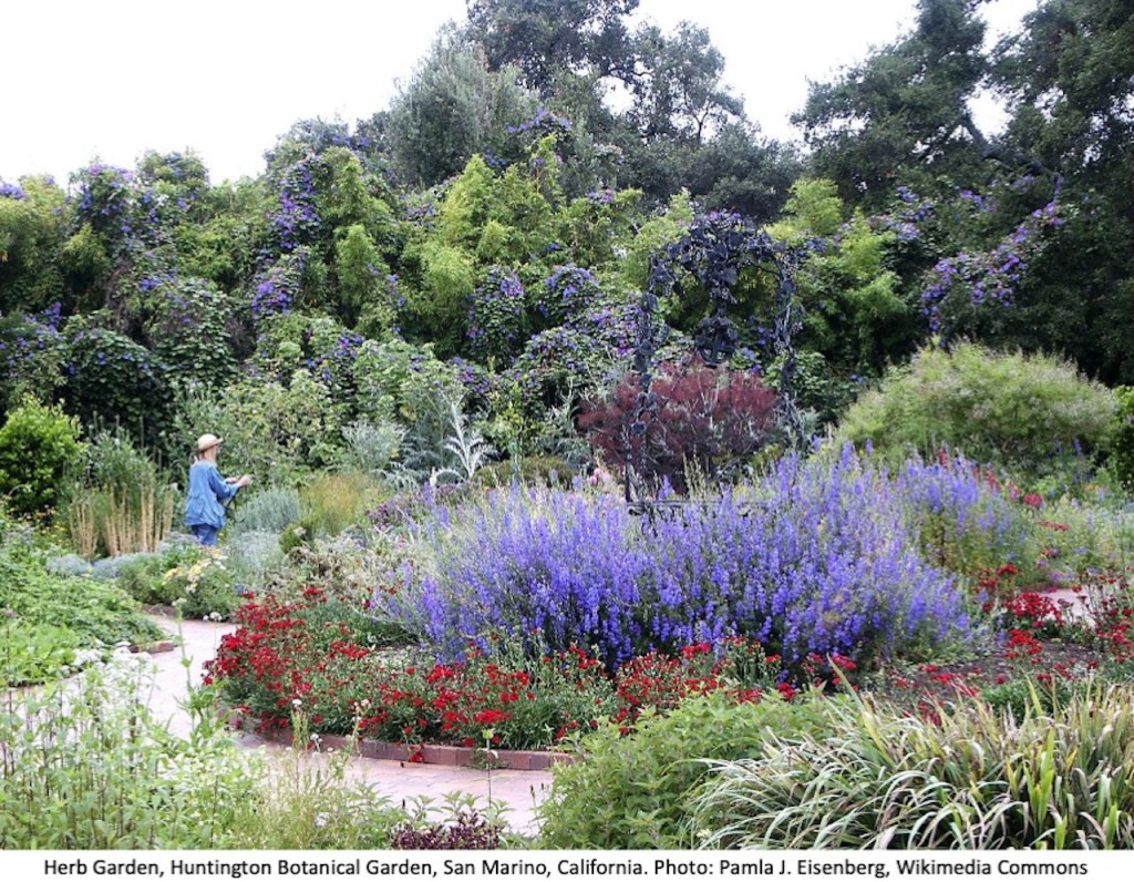 Herb Garden at Huntington Botanical Garden