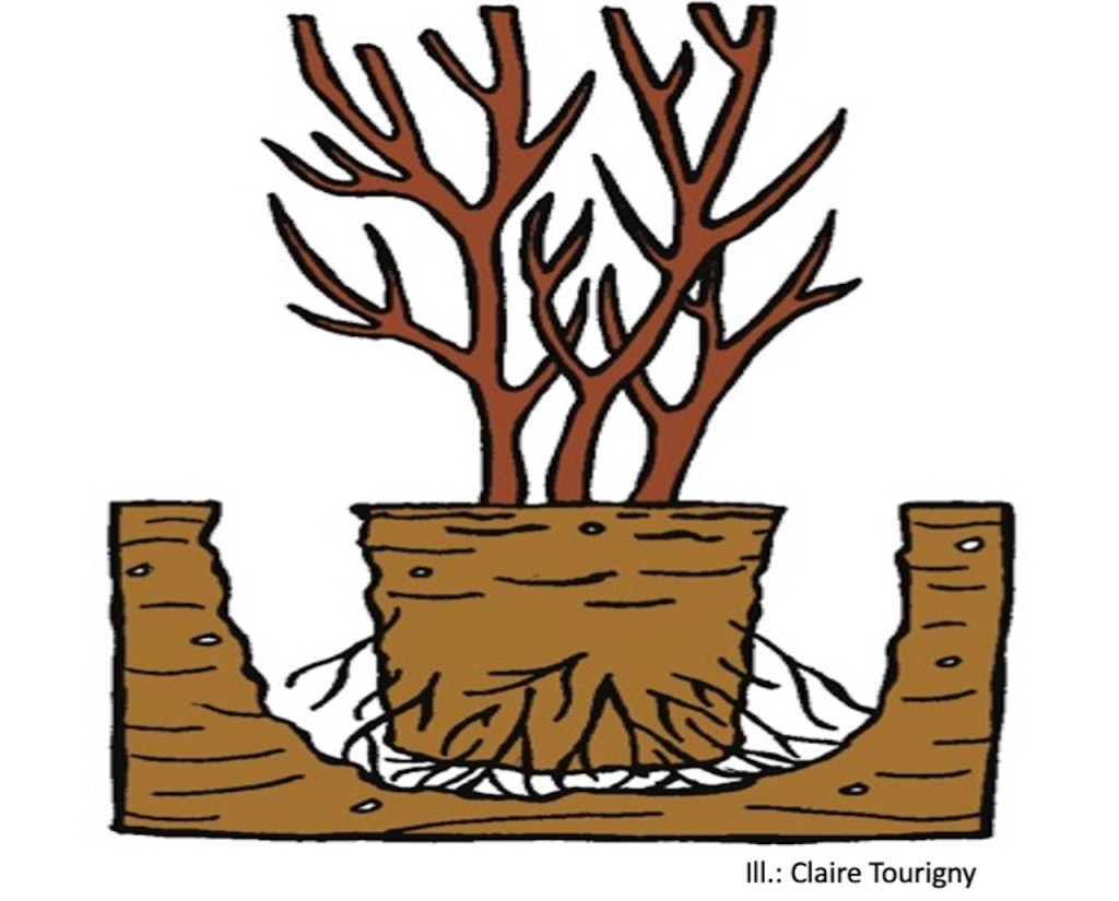 Planting showing root ball placed directly on soil at bottom of hole.