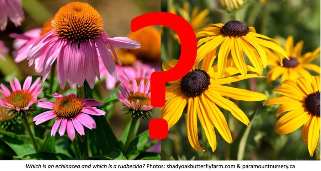 Purple coneflower on left, black-eyed Susan on right.