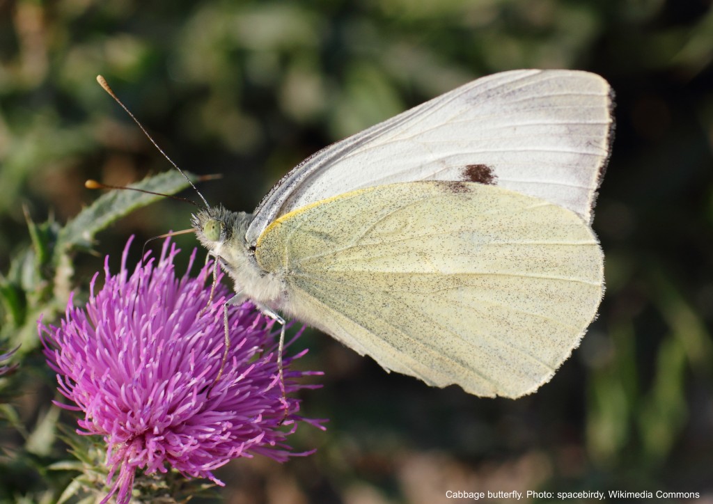 Cabbage butterfly with white wings and black spot.