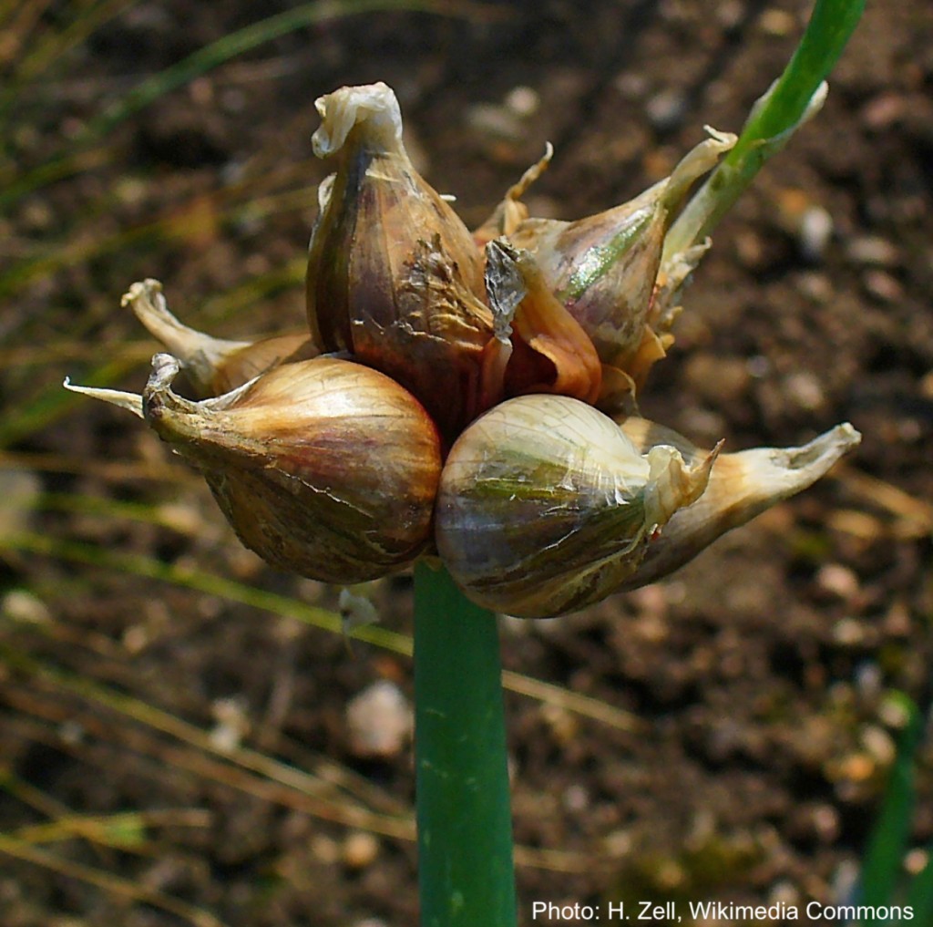 Cluster of bulbs on Egyptian onion.