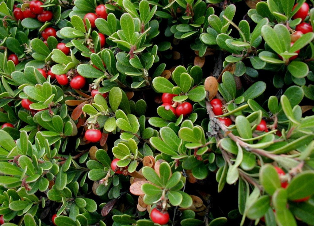 Arctostaphylos uva-ursi
