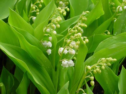 Convallaria majalis