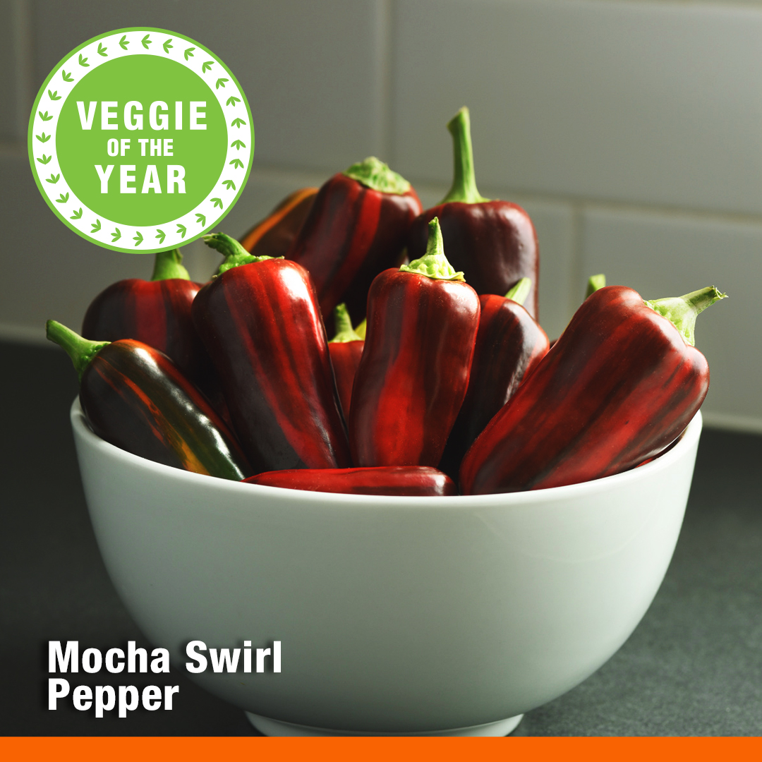 Mocha Swirl peppers in a white bowl
