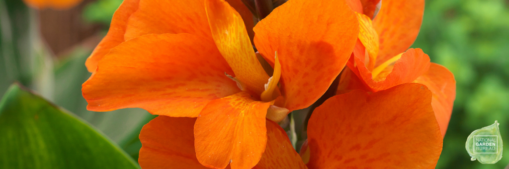 Orange canna flower