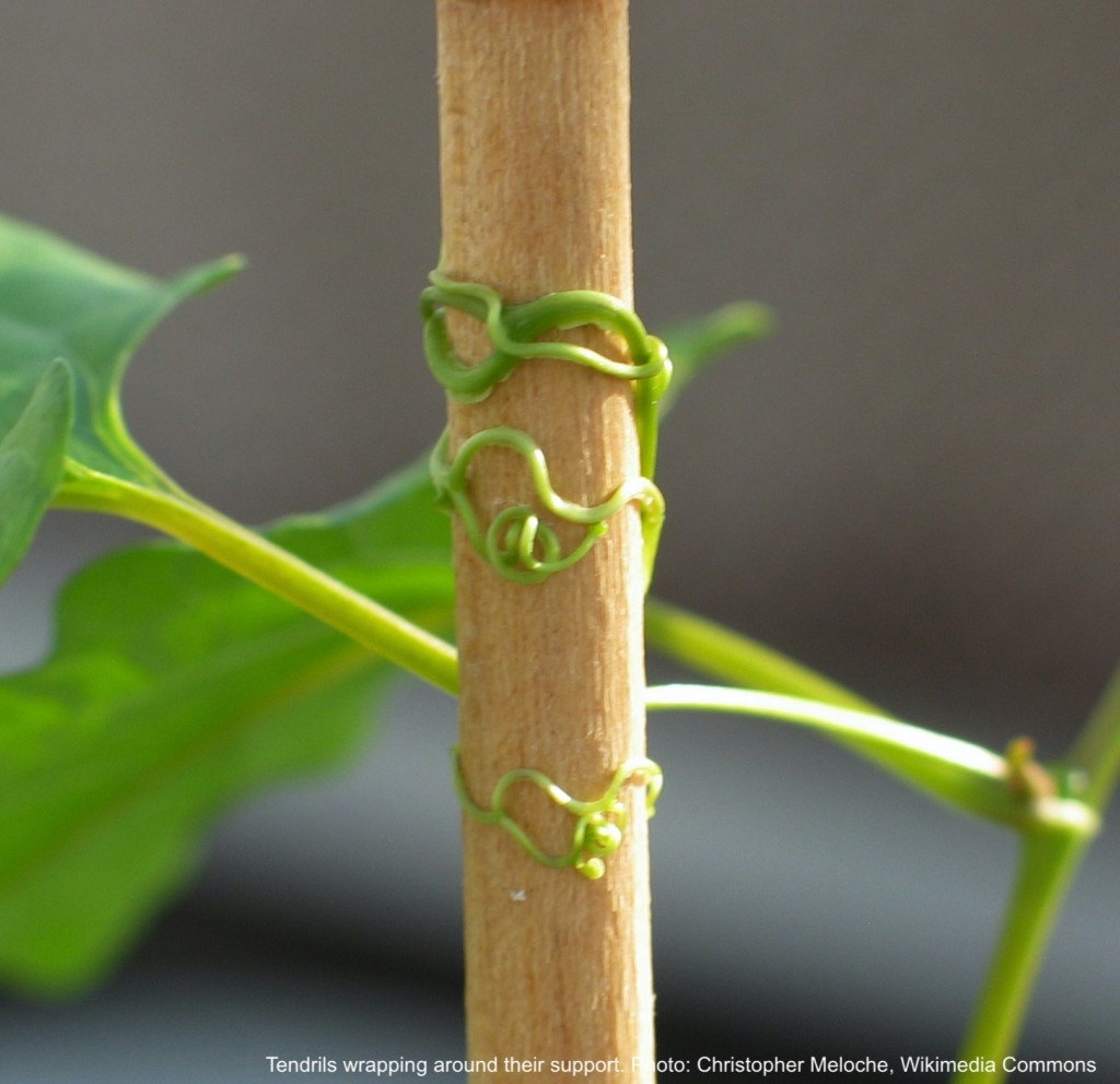 Tendrils wrapping around their support.