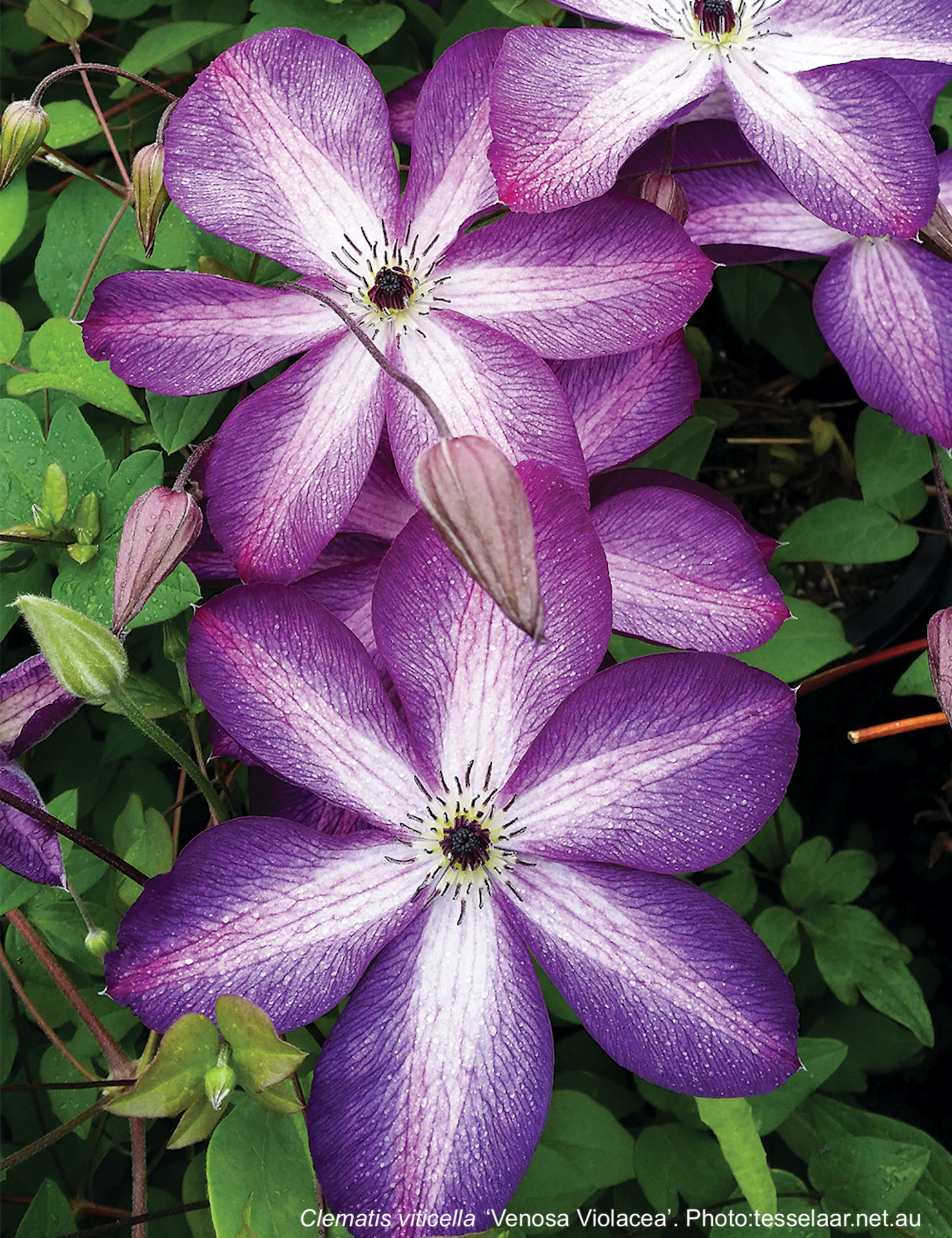 Clematis viticella 'Venosa Violacea' with white bands on a purple background.