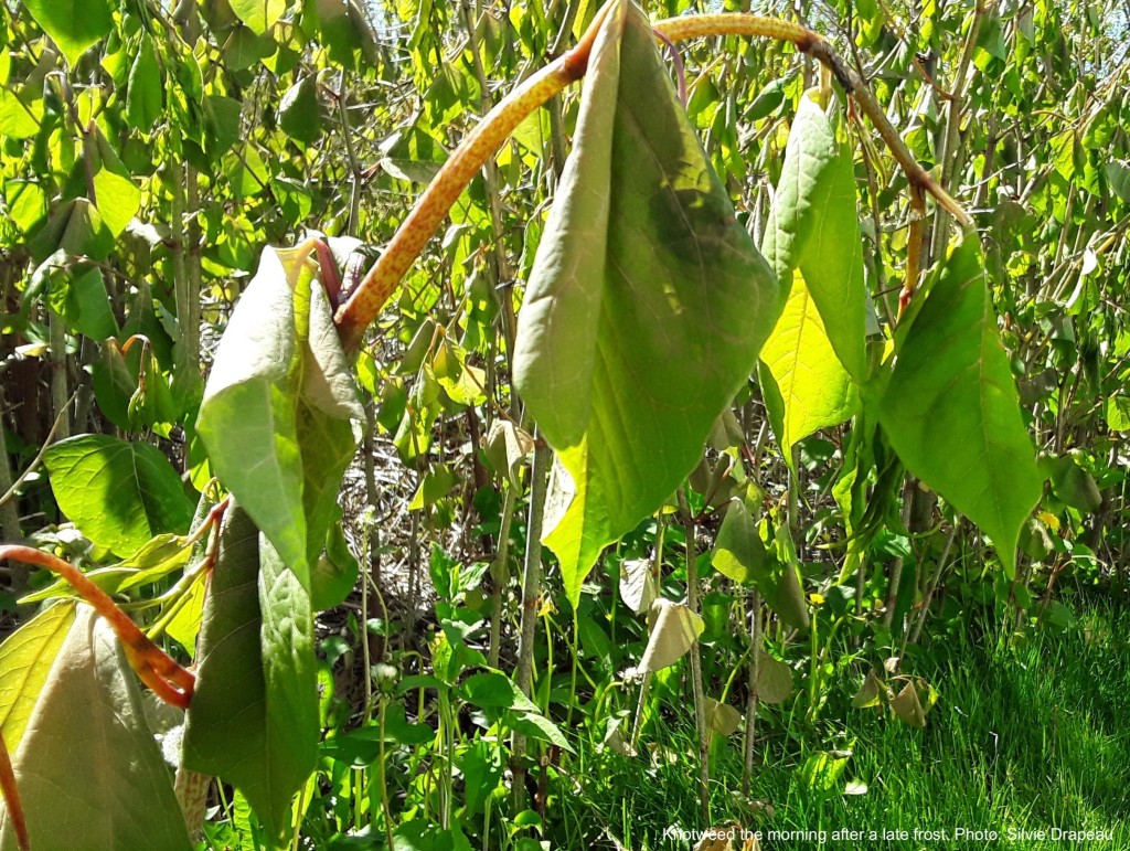 Knotweed with soft, drooping leaves caused by late frost.