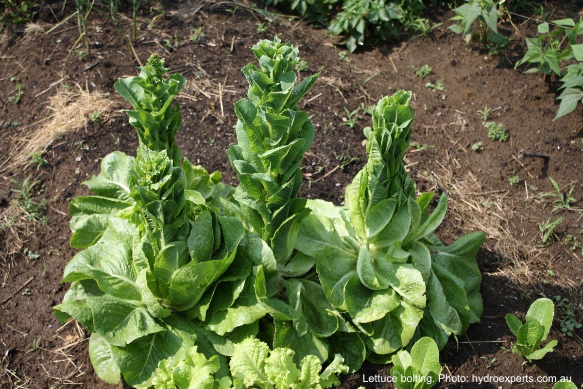 Lettuce plants bolting, with distinct upright stems.