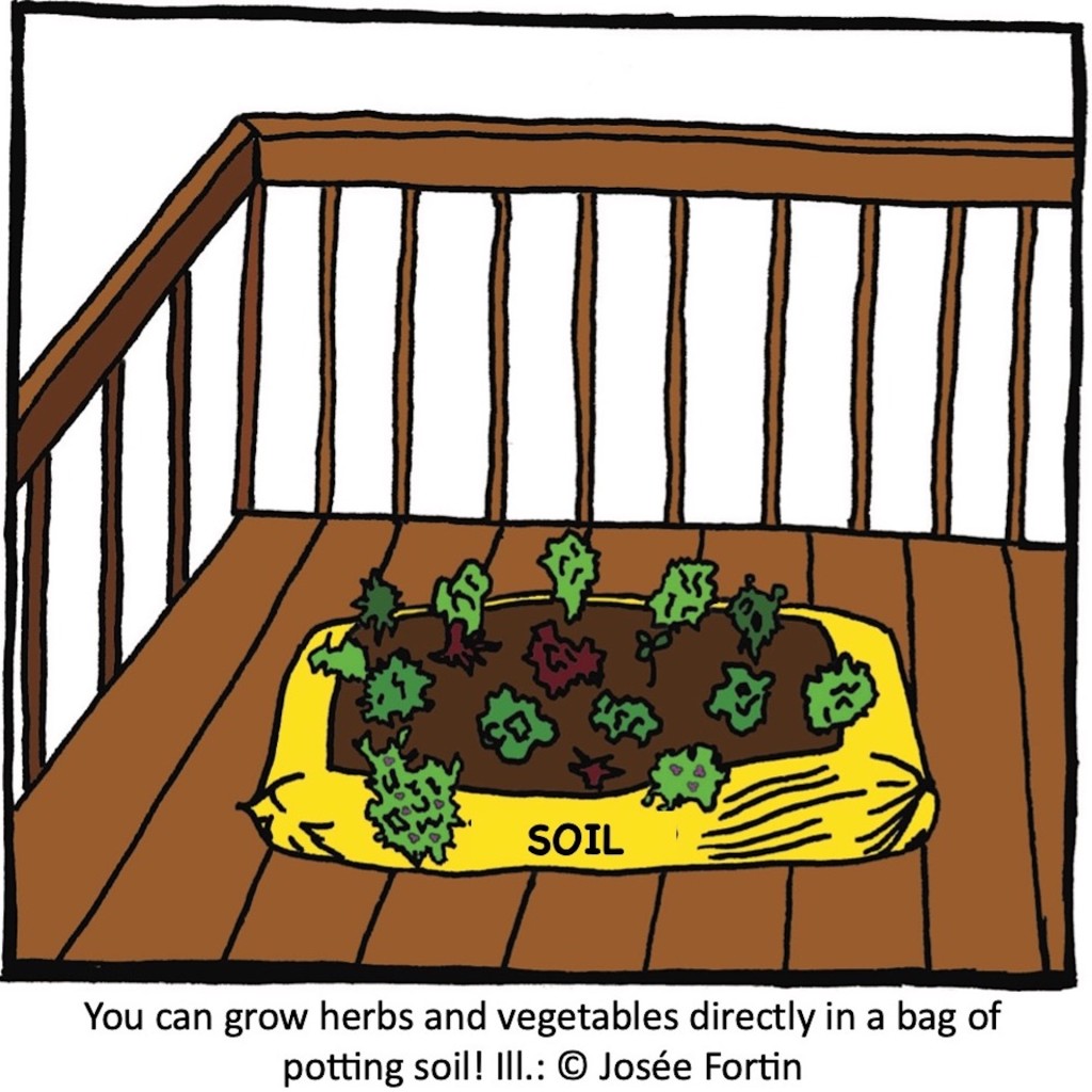 Vegetable garden in a bag of soil on a balcony.