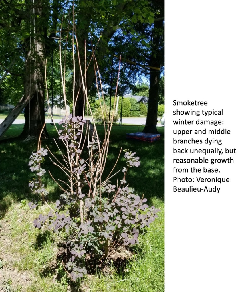 Cold Climate Woes: Dieback on a Smoketree - Laidback Gardener