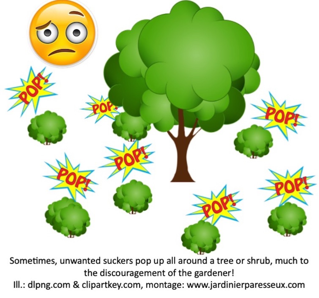 Illustration showing mother tree with baby trees popping up all around it.