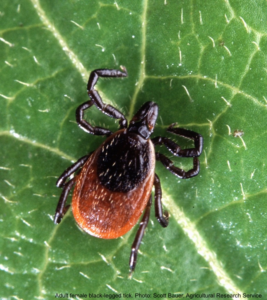 Adult female black-legged tick on a leaf.