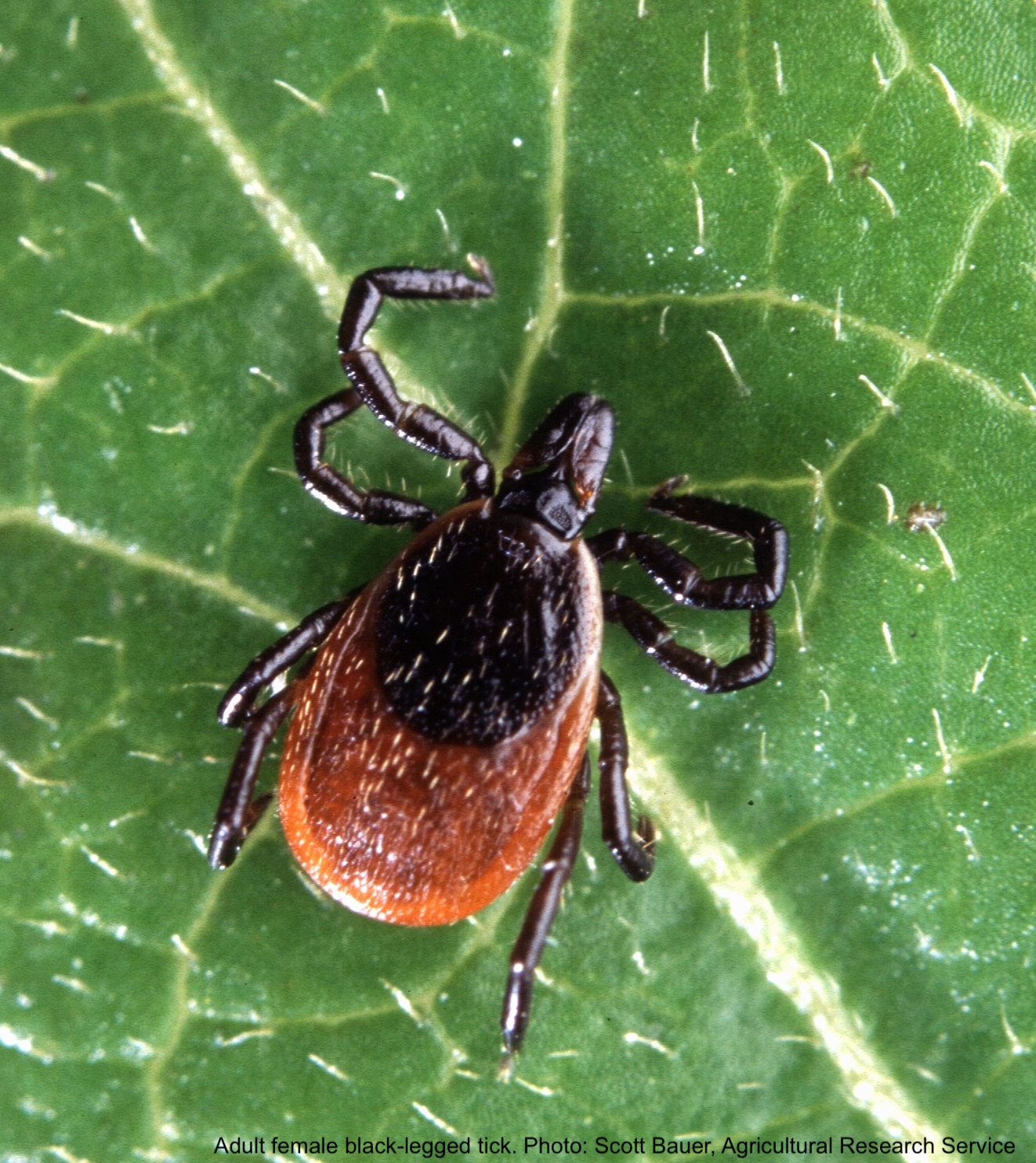 Adult female black-legged tick on a leaf.