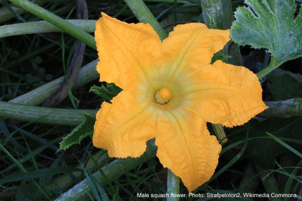 Male squash flower.
