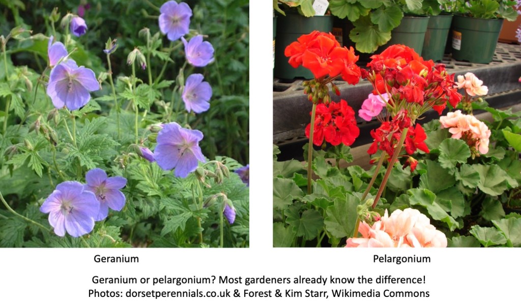 Blue geranium and red pelargonium