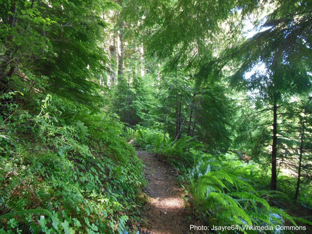 Natural forest with path