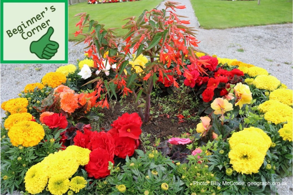 Small flower bed with annuals.