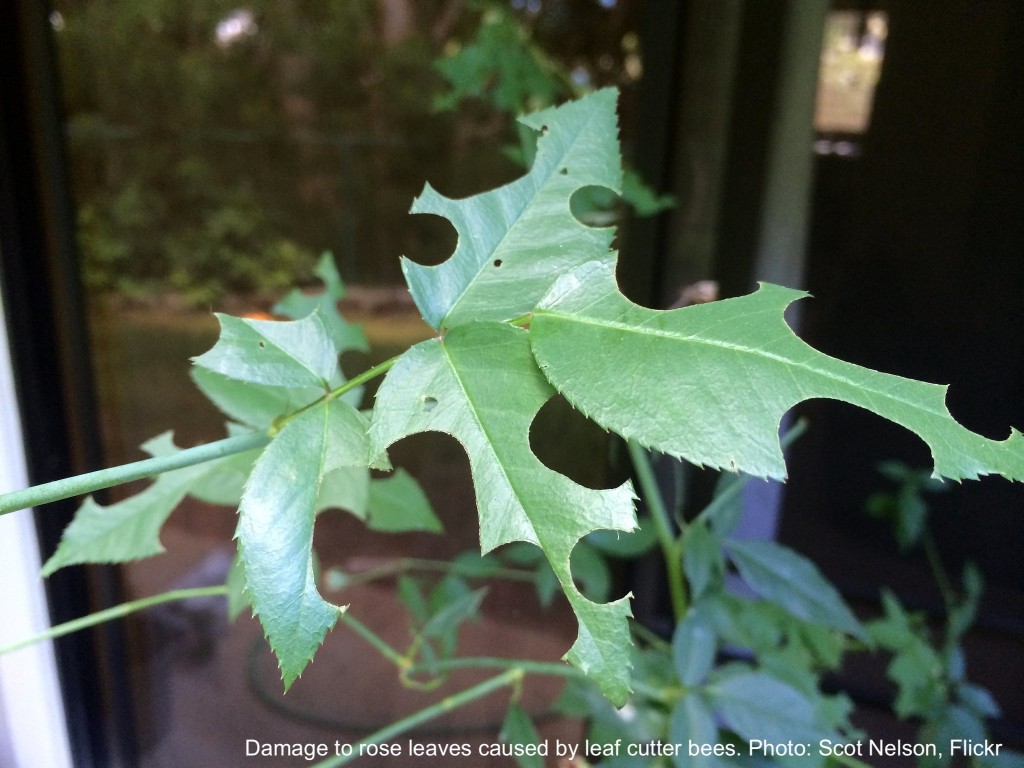 Round holes cut in rose leaves by lea cutter bees.