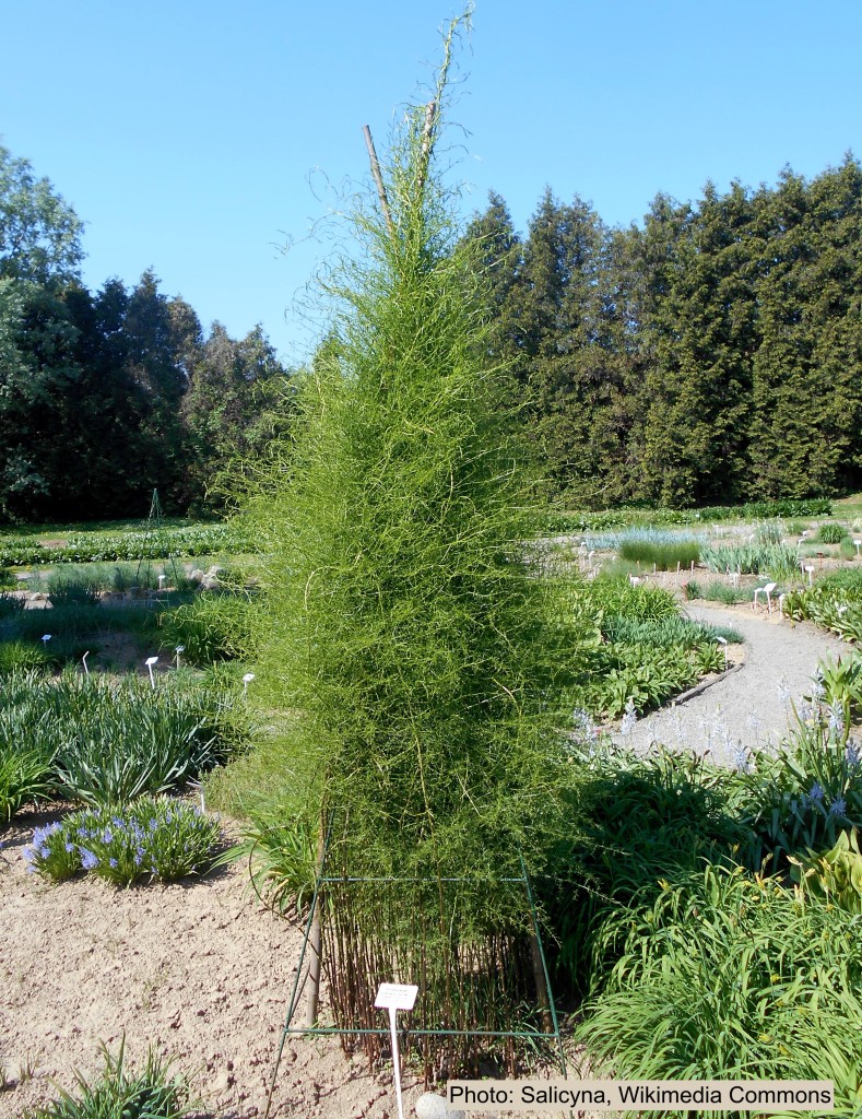 Climbing asparagus on an obelisk.