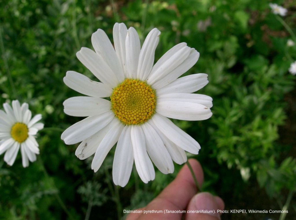 Dalmatian pyrethrum flower
