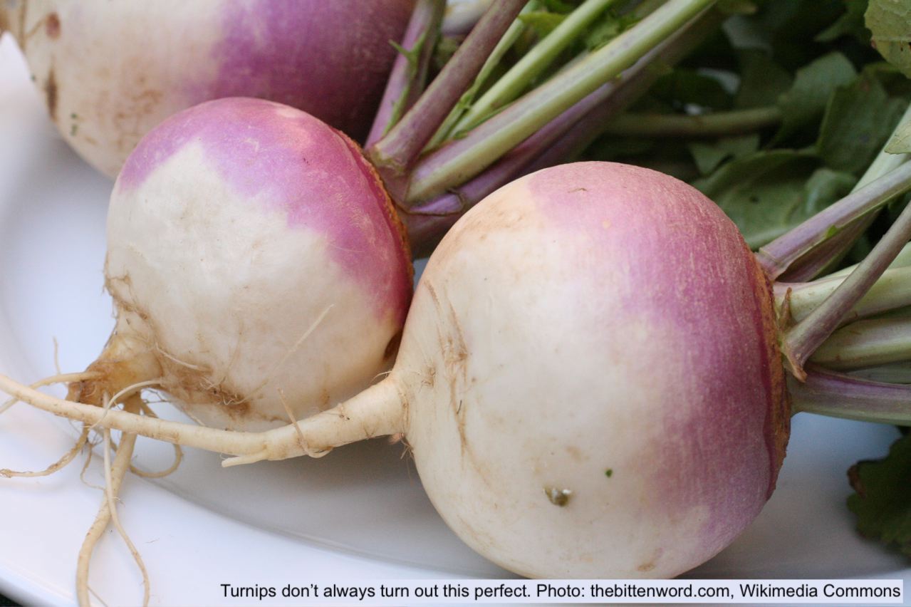 Purple and white turnips.