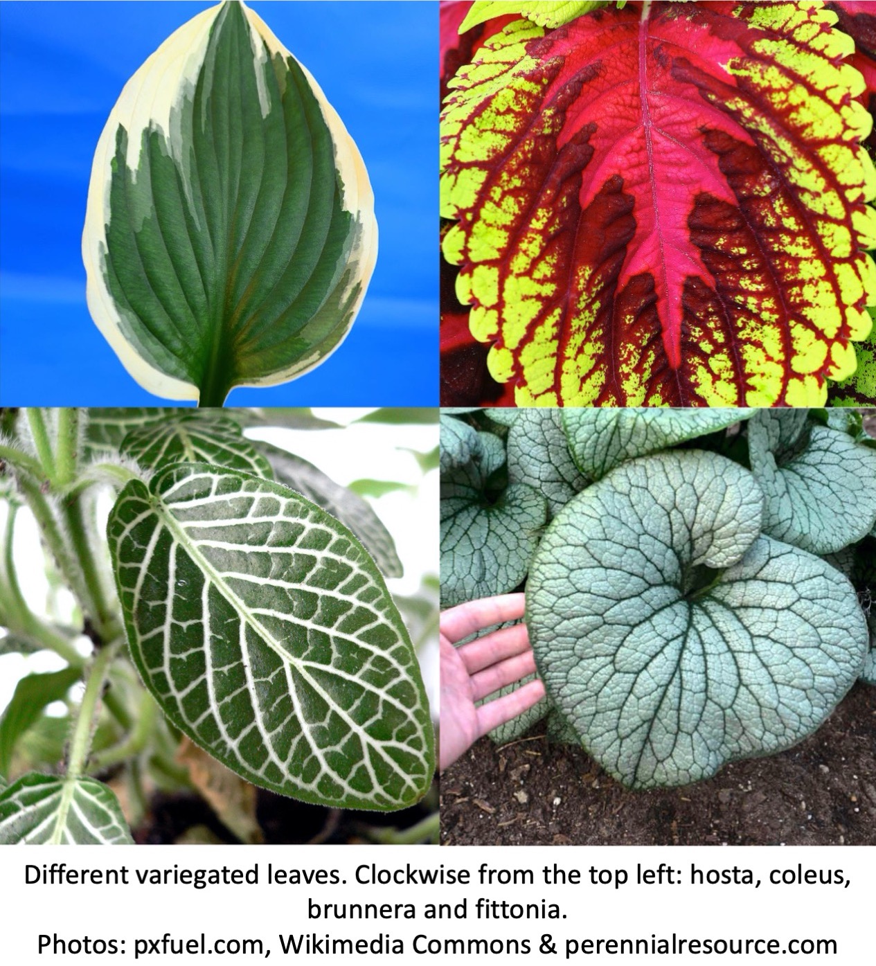 Four different variegated plants.