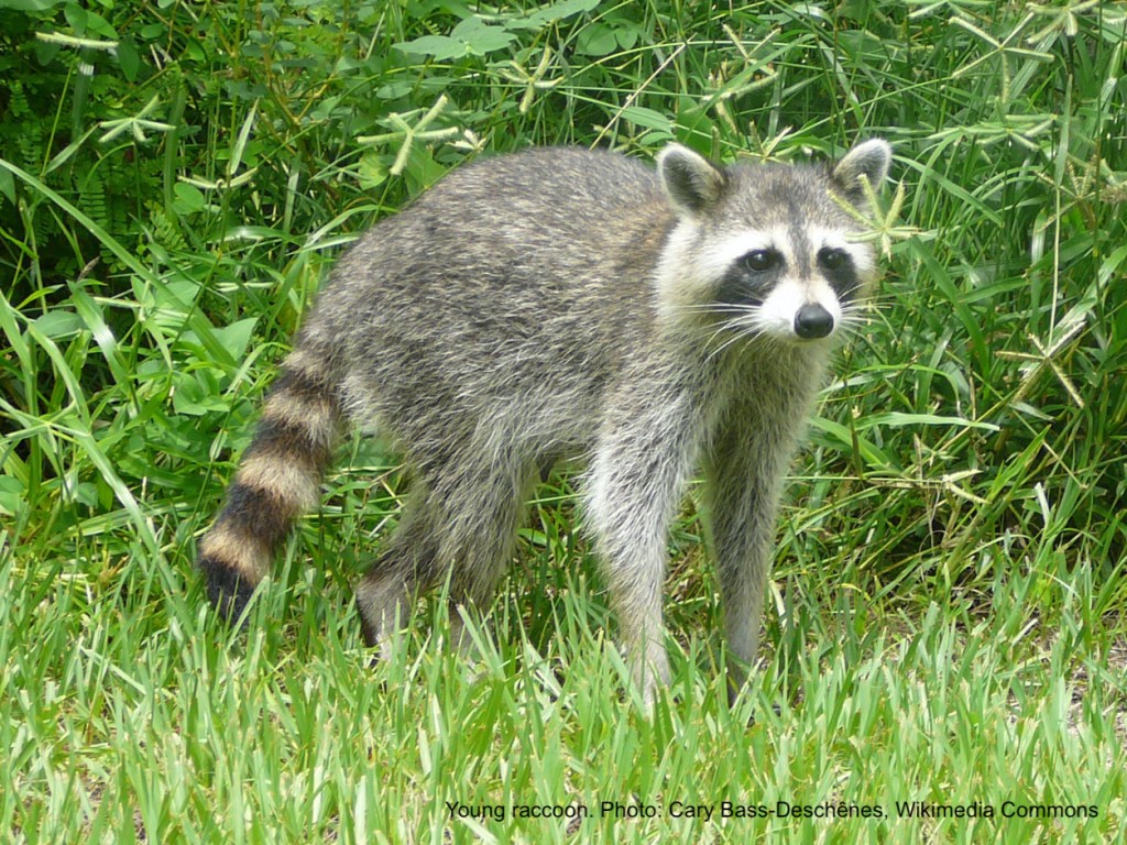 Young raccoon in a lawn.