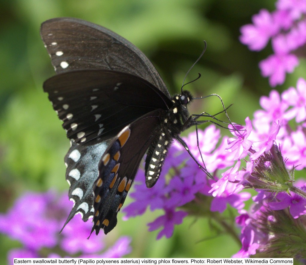 Swallowtail butterfly visiting phlox flowers.