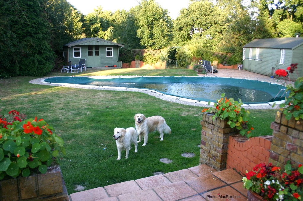 Backyard pool with 2 dogs looking on.