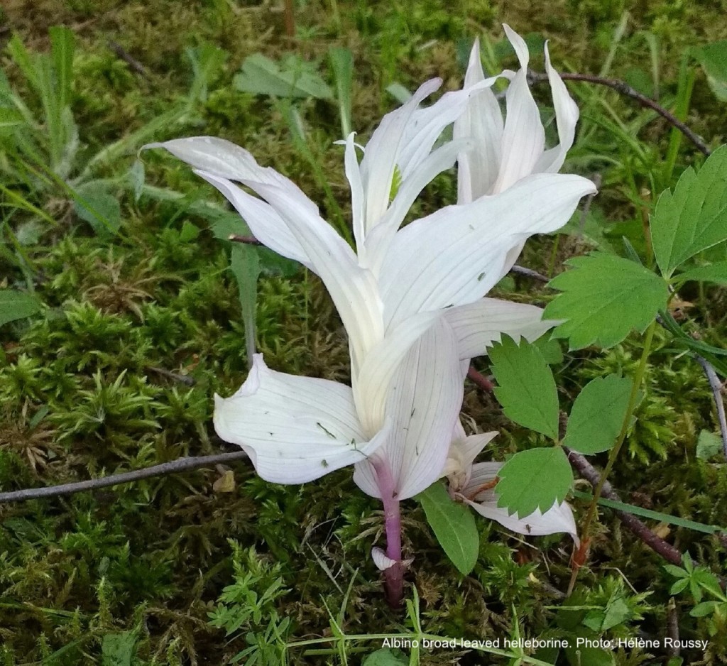 Albino broad-leaved helleborine
