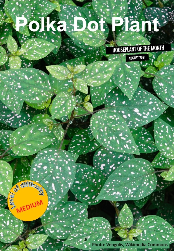 Polka dot plant