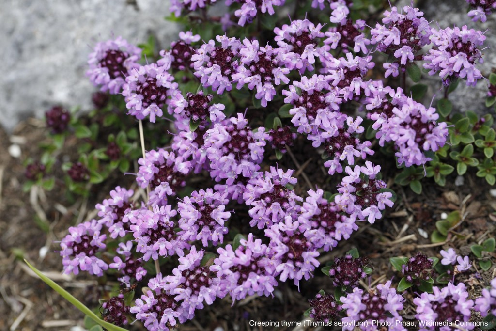 Creeping thyme