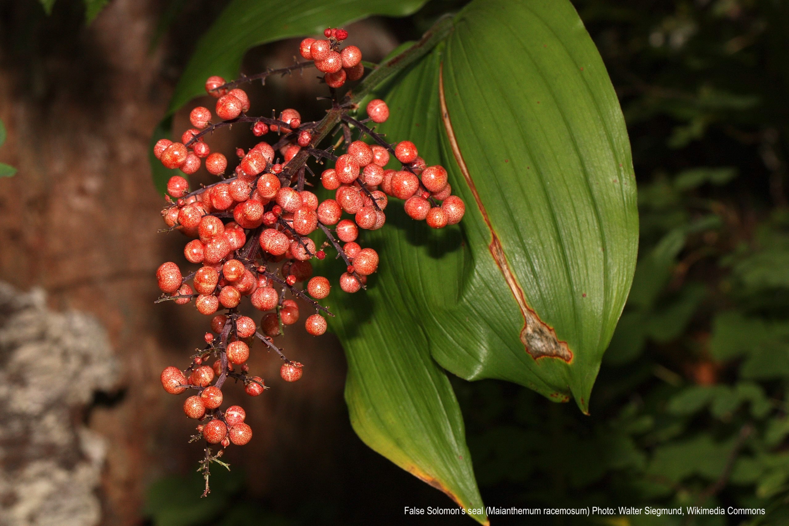 False Solomon's seal with red berries.