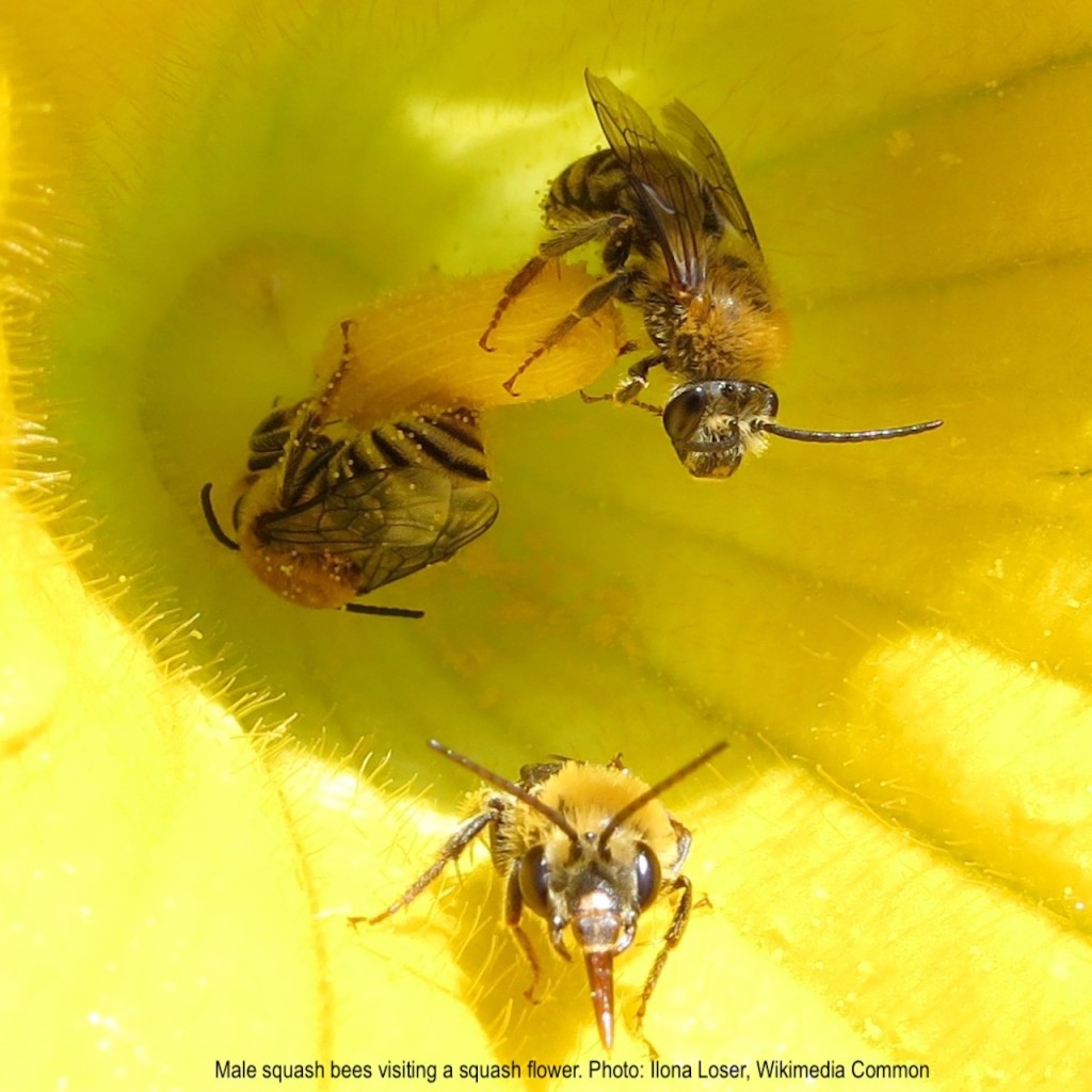 Three squash bees visiting squash flower.