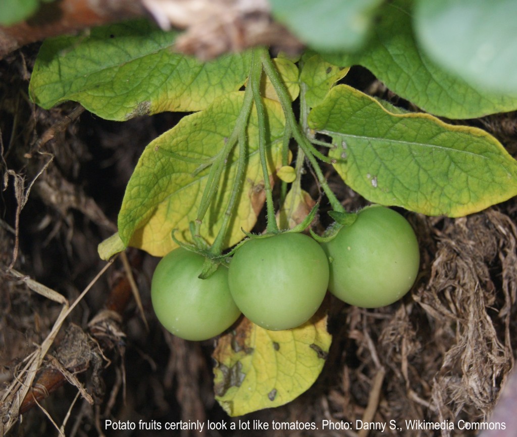 Potato fruits
