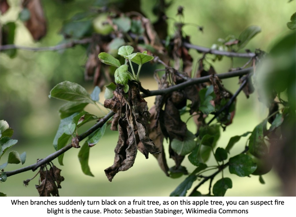 Fire light blackening leaves on an apple tree.