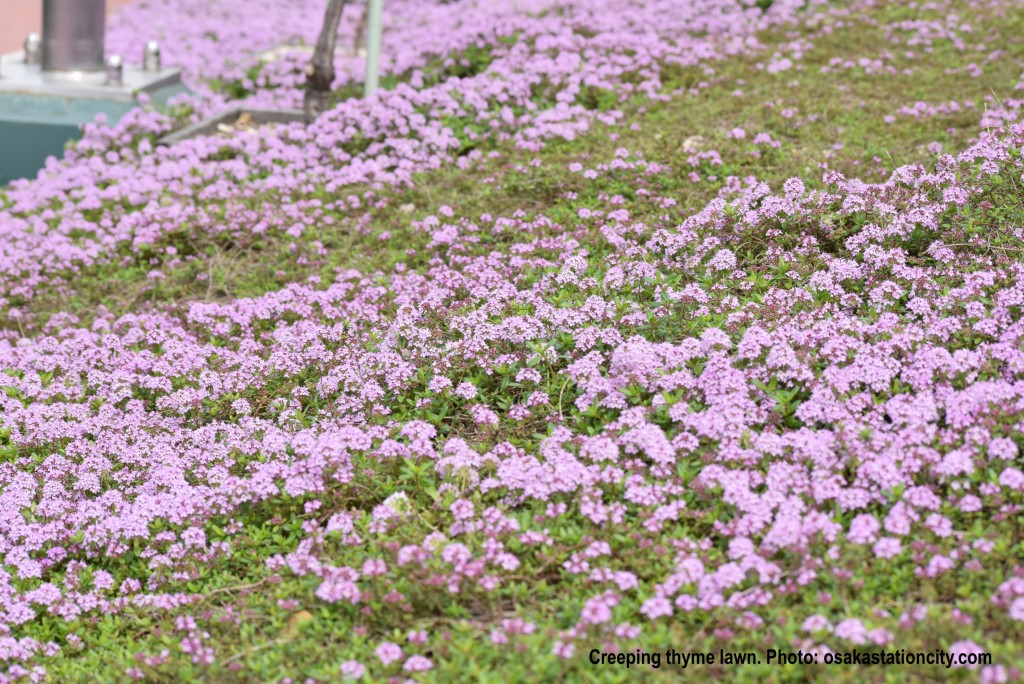 Creeping thyme lawn.