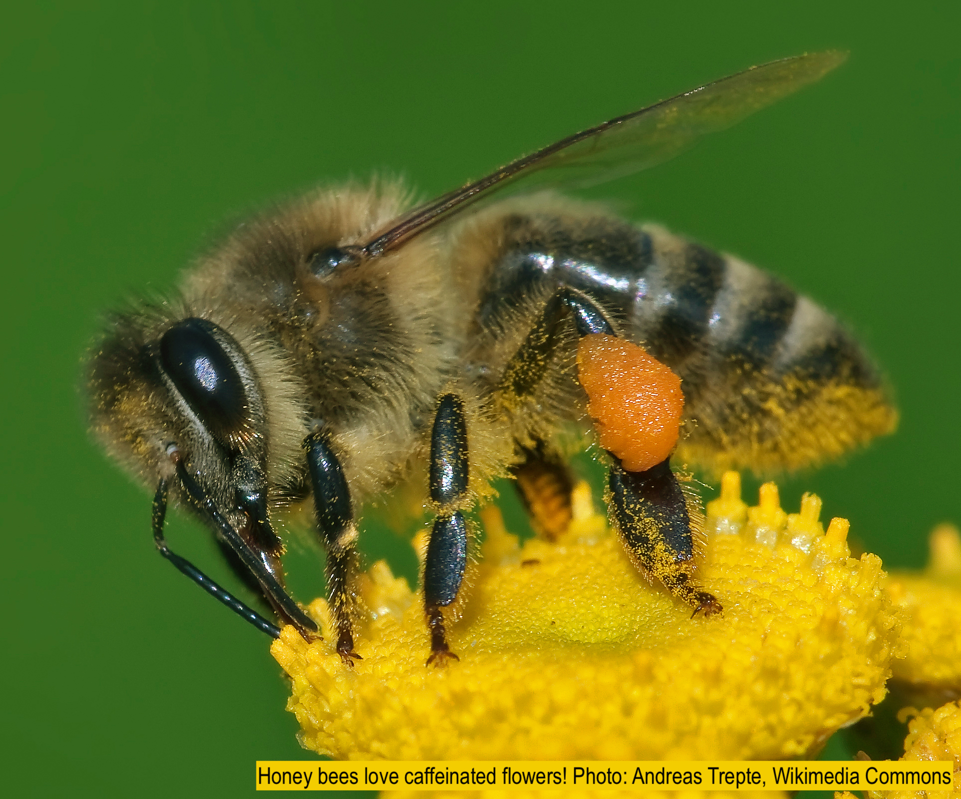 Honey bee on yellow flower.