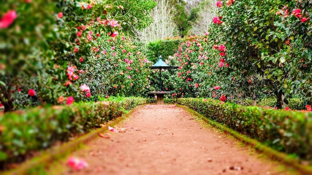 Two rows of camellias in a formal garden.