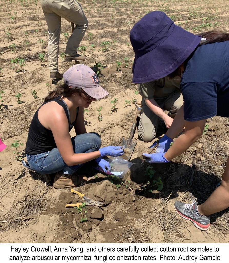Scientists study soil fungus.