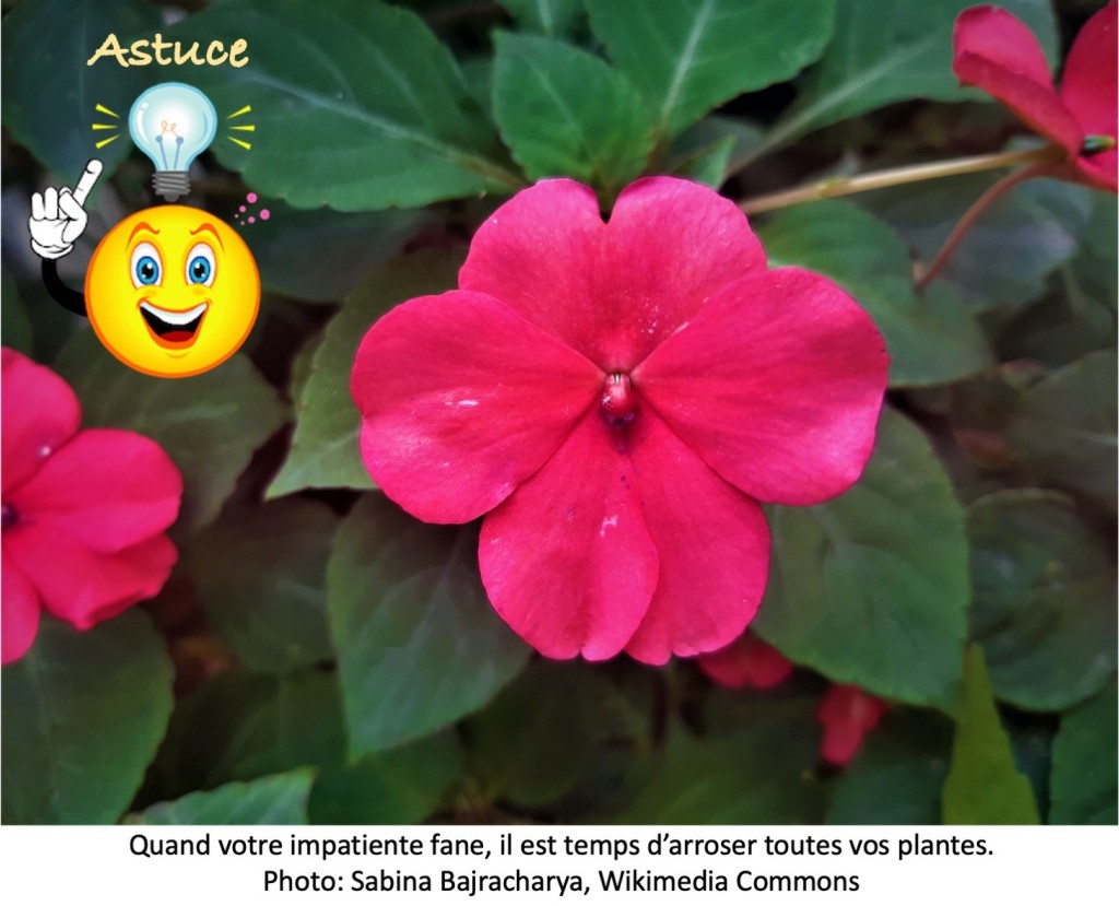 Impatiens flower