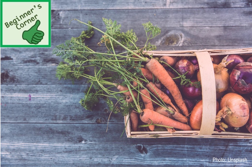 Freshly harvested carrots.