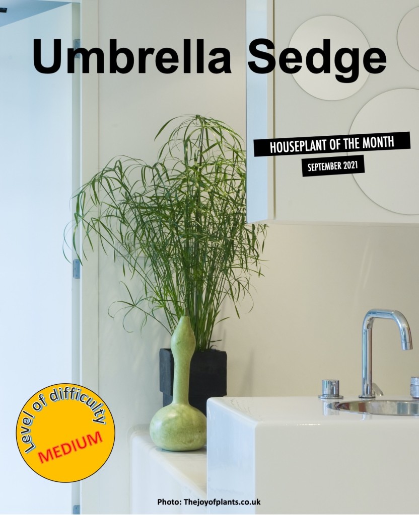 Umbrella sedge in white decor