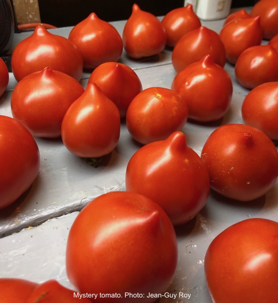 Red tomatoes with a nipple.