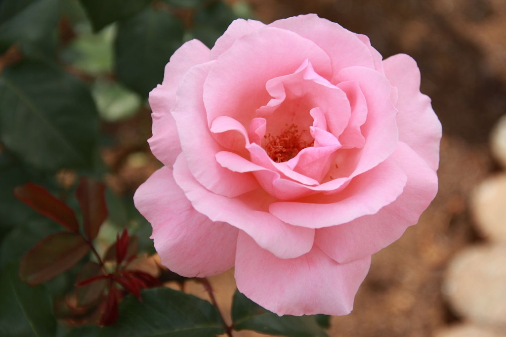 Rosa ‘Queen Elizabeth’